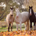 Tinker, Falbe, Lusitano, Schecke