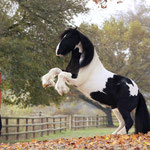 Tinker Irish Cob Steigen Freiarbeit Tamara Wittkopf Zirkuslektionen Zirzensik