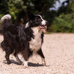 Unser Hund "Chico"- Border Collie