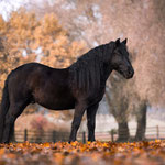 Mérens-Pony "Pirate la Souleille"