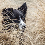 Unser Hund "Teppo" - rumänischer Straßenhund