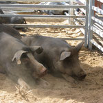 Des porcs corses élevés en Corse