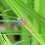 Bloedrode heidelibel (Sympetrum sanguineum)