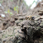 Brachypalpus valgus, Universiteitspark Novi Sad, Servië, bij sapstroom op Salix ssp