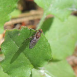 B. testacea territorium bij dennenstronk. Altai, Rusland