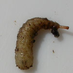 C. rufa larve in dennen rotholte. Soest, Nederland.