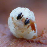 larve T. vespiformis in rottende Berken stam. Riesenber, Nederland.