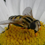 H. trivittatus op Margriet. Nederland.