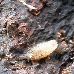 larve van B. bicolor.
