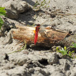 Duin meertje Noord Holland, Vuurlibel (Crocothemis erythraea)
