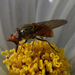 R. campestris op Margriet. Leersum, Nederland