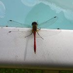 Bloedrode heidelibel (Sympetrum sanguineum)