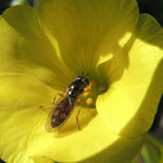 Melansotoma scalare vrouw. Op klavertje spec. Cabo da Roca, Portugal 25-2.