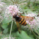 V. inanis op schermbloem. Pyreneen, Frankrijk.