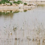 Albufera, met op de foto oa kleine zilverreiger, dunbekmeeuw, kokmeeuw, visdief