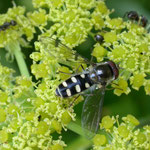 Melangyna umbellatarum; Switserland