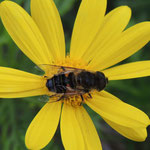 Eristalis similis op composiet spec. Lissabon, Portugal 23-2.