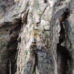 Brachypalpus valgus, Universiteitspark Novi Sad, Servië, bij sapstroom op Salix ssp