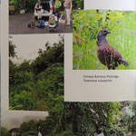 Fuyuan butterfly resort, Chinese bamboo partridge