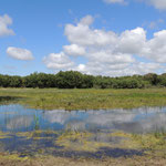 Duin meertje Noord Holland