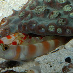 Amblyeleotris steinitzi - Grundel mit Symbiose Krebs