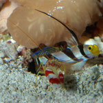 Stonogobiops nematodes - Symbiosegrundel mit Krebs