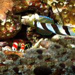 Stonogobiops nematodes - Symbiosegrundel mit Krebs