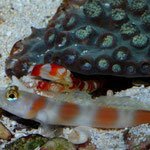 Amblyeleotris steinitzi - Grundel mit Symbiose Krebs