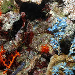 farbige Gorgonien
