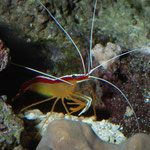 Lysmata amboinensis - Putzergarnele