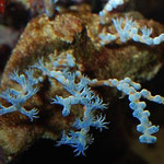 farbige Gorgonien