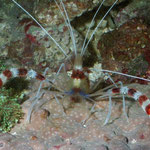 Stenopus hispidus - Scherengarnele