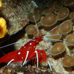 Lysmata debelius - Kardinalsgarnele