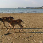 LA SPIAGGIA DI CALA DI FORNO COI I SUOI DAINI