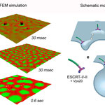 Simulation and scheme of ESCRT-induced budding