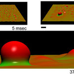 Simulation of ESCRT-induced budding
