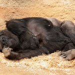 Zoo Rostock