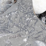 ... oder diese Graptolithen, ca. 500 Millionen Jahre alte Wirbellose.