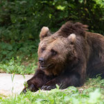 ...Westeuropas größtes Bärenschutzzentrum befindet. Hier leben Braunbären, die aus Zirkussen, Zoos und privaten Haltungen gerettet wurden und endlich...