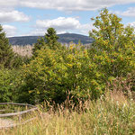 Vom Besucherzentrum Torfhaus führt ein kleiner und leichter Wanderweg rund um das Große Torfhausmoor. Immer wieder gibt der Wald den Blick zum Brocken frei. 