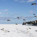 Leider ist der Frost an der Ostsee für die Tiere eine große Herausforderung. Sie finden kaum noch Futter, viele sterben.