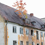 Die Zimmerpflanze hat es etwas übertrieben.