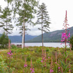 Der Fluss Otra begleitet uns eine ganze Weile. Doch der erste richtige Fjord, der Byglandsfjorden, ist in Sicht. Und kurz darauf der Araksfjorden.