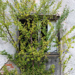 Einen Baum genau vor dem Fenster anzupflanzen ist weniger günstig für die Aussicht.