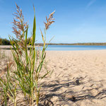 Wanderer, Radler und Skater nutzen die Schladitzer Bucht für Ausflüge. Mit dem Sandstrand, den Bars und den Ausleihstationen für Wassersport stellt sich schnell Ostsee-Feeling ein. Spätestens jetzt ist es mit der Ruhe vorbei.