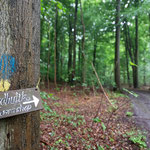 Gleich hinter dem Campingplatz führt der Weg durch den dunklen Buchenwald zum Gut Klintholm mit dem Hofladen.