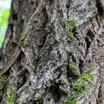 Aber dieser Baum ist bevölkert mit Ameisen, die geschäftig hoch und runter laufen. Auch zum Sonntag.