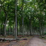 Der Wald besteht vorrangig aus Eichen, Buchen und Eschen, die bis zu 170 Jahre alt sein sollen. Sträucher gibt es kaum. 