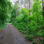 An diesem Sonntag hatte es gerade geregnet. Das Grün wirkte noch satter und der Wald noch ruhiger als sonst. Unglaublich schön.