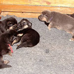 cucciolata pastore tedesco: i cuccioli con manto piu chiaro sono blu focati